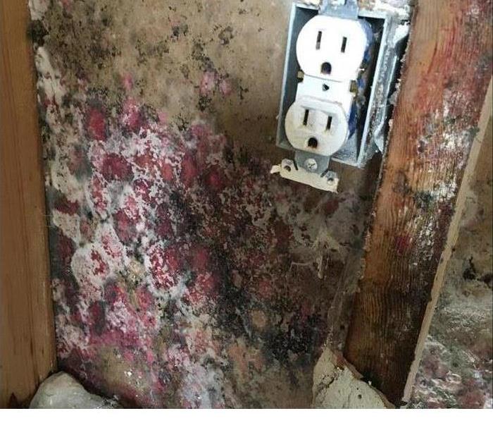 Red mold near an outlet on a wall