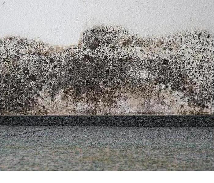 mold covered wall  